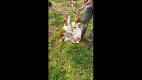Jack Russell terriers play tug-of-war on rope in Cloverdale, Oregon, USA
