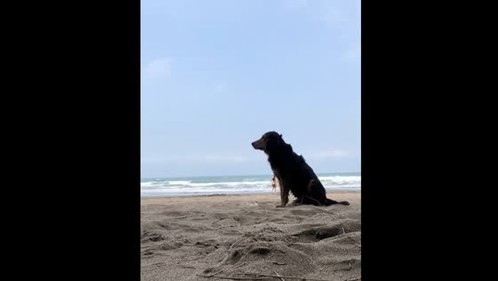 Dog blocks view in funny beach video