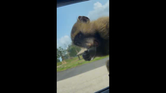 Safari monkeys remove car mini bulb and play with it in Prescot, England, UK