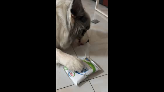 Border Collie eagerly licks spilled milk in Shandong, China