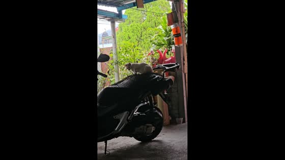 Pet cat struggles to rest on motorcycle seat due to anti-climb mat in Manjoi, Ipoh, Perak, Malaysia