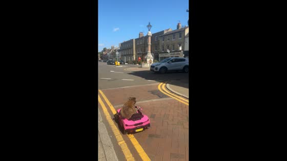 Dog enjoys a fun ride in a toy car in St Ives, England