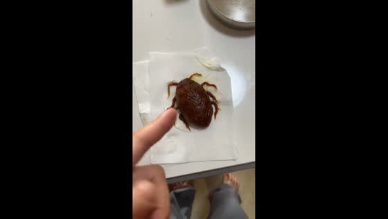 Little girl makes realistic cockroach-shaped steamed bread in Guangdong, China