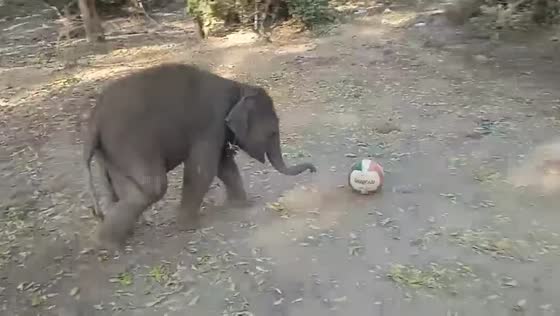 Baby elephant plays football at conservation camp in Mandalay, Myanmar