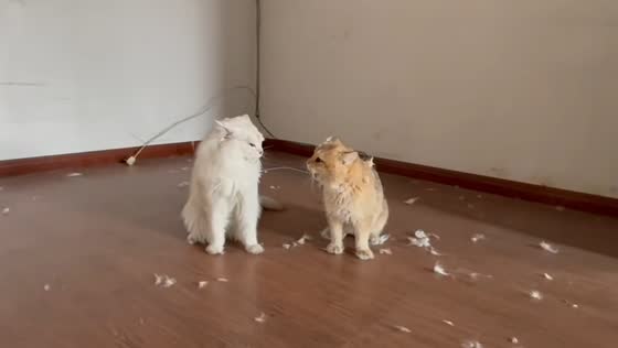 Two cats caught after fight with fur scattered on floor in Zhejiang, China