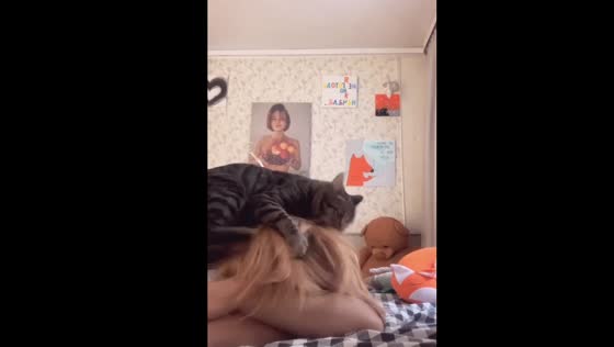 Purrplexing playtime: cat domestic 'violence' or feline fun?