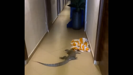 Man tries to catch large lizard in hotel corridor