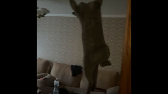 Cat surprises owner by hanging on door