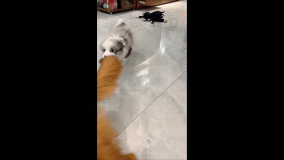  Puppy tries to bite golden retriever's tail in Chongqing, China