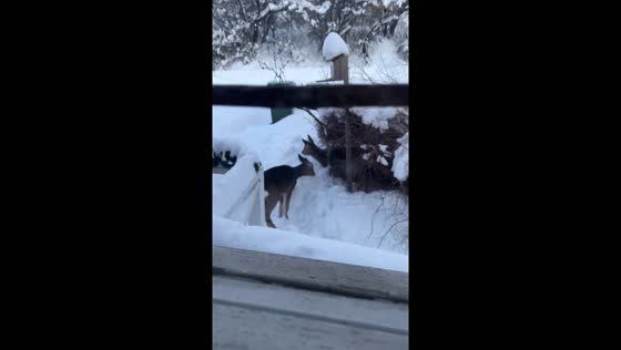 Monti the cat's surprising encounter with backyard deer in Orebro, Sweden