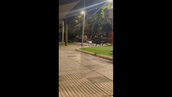 Bull Terrier carries large stick and bumps into pole in Santiago, Chile