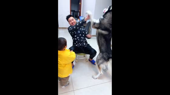 Husky attempts to steal food but is interrupted by owner in Hunan, China