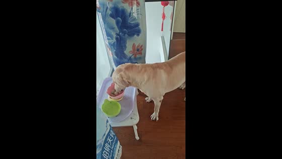 Clever dog fetches its own food in Jiangsu, China