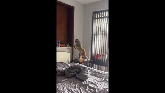 Monkey sneaks into bedroom to steal food in Hainan, China