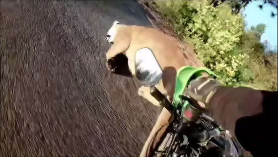 Motorcycle collides with cougar on rural road in Goldendale, Washington, USA
