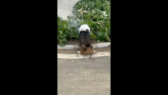 Dog safely moves and buries firecracker in Anhui, China