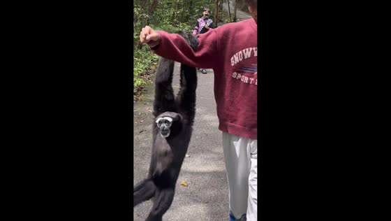 Man interacts with black monkey in Yunnan Province, China