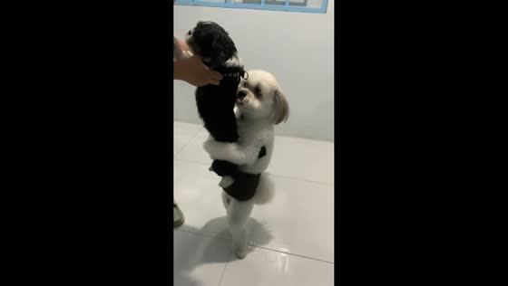 Dog refuses to let sibling go home in Peñaranda, Nueva Ecija, Philippines