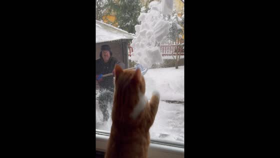 Feline snowplay: Vilnius cat pounces at winter delight