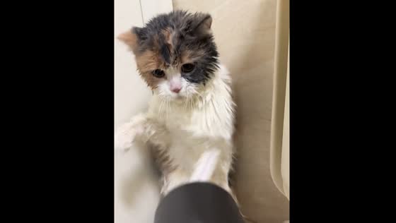 Cat fights dryer in Jiangsu, China