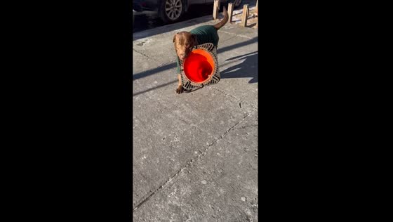 Pint-sized pooch power: Baloo the Brooklyn jogger's playful cone capture