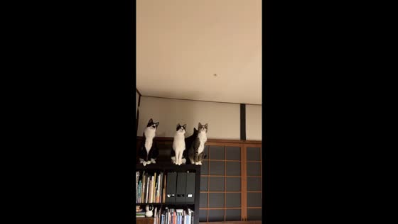 Cats create midnight commotion over tiny moth in Kameoka, Japan