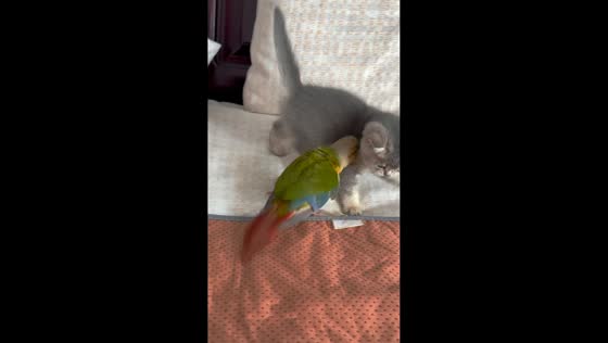 Green-cheeked conure and kitten playfully wrestle on bed in Shanxi, China
