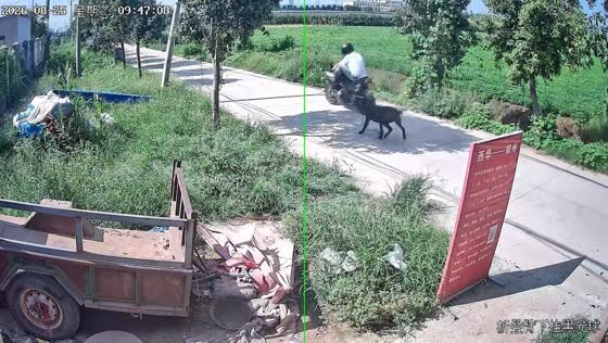 Dog chases motorcycle rider after breaking free in Henan, China