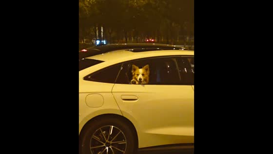Dog greets author with a paw wave in Anhui, China