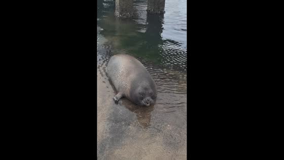 Playful seal vocalizing at Dongpaotai Seal Bay, Shandong, China