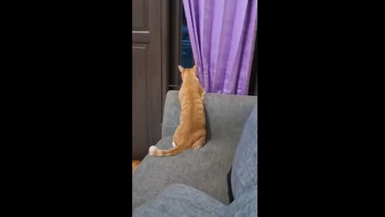 Playful peek-a-boo: heartwarming moment with curious cat in Bogor, Indonesia