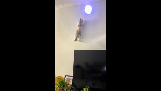 Cat chasing light on a wall in Anhui, China