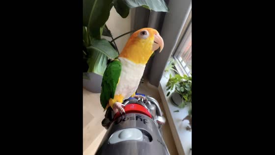 The white-bellied parrot who loves to ride on a vacuum cleaner