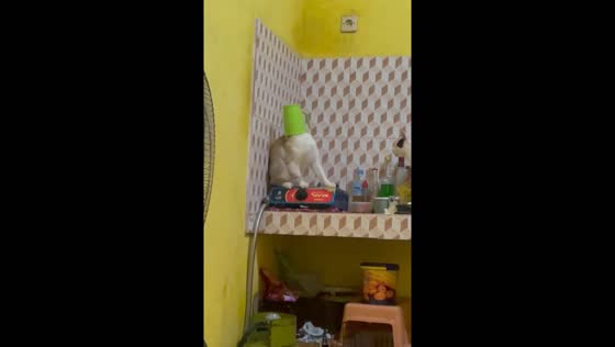 Cat in Gresik playfully frees itself from plastic cup