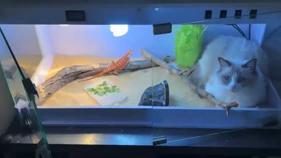 Cat breaks into lizard enclosure in Jilin Province