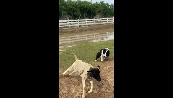 Dog rounds up runaway sheep in Beijing, China