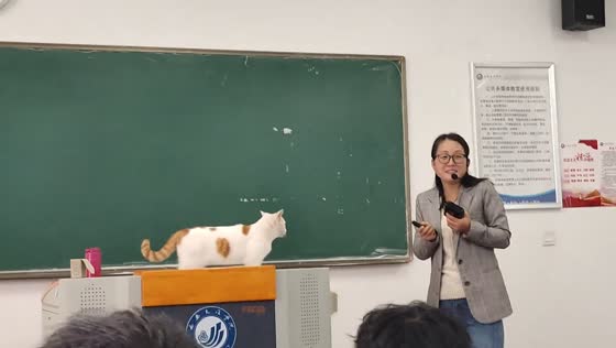 Stray cat interrupts lecture at Xi'an University, professor welcomes furry guest