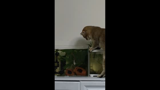 Curious cat outmatched by a feisty fish in an aquarium, Shaanxi, China