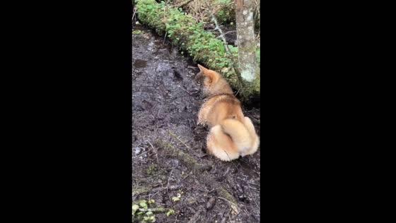 Muddy adventures: Shiba the samurai girl finds refreshing escape near Narach Lake