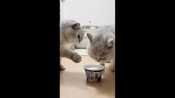 Cats take turns sharing a cup of milk in Sichuan, China