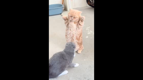Two British Shorthair cats square off in Guangxi, China