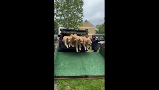 Golden retrievers chase ball after release from vehicle in Cambridge, Vermont, USA