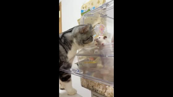 Cat startled by hamster in Guangdong, China