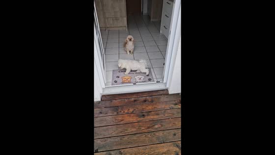 Hilarious video captures dog's pristine paw-cleaning routine in Mössingen, Germany