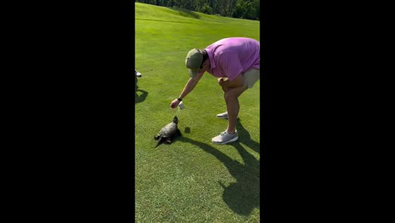 Snapping turtle attacks drink can during golf round in Washington DC, USA
