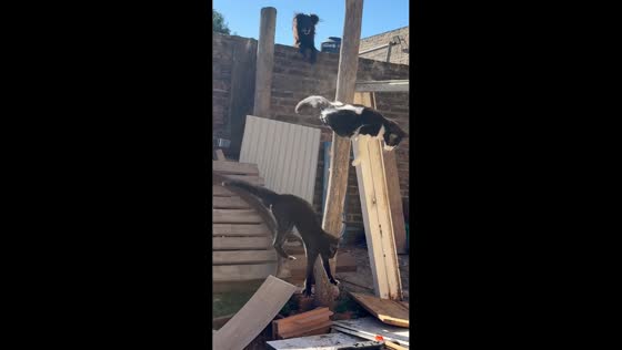 Cats and dog surprise each other over a wall in Carmen de Areco, Buenos Aires, Argentina