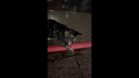 Kitten tries to stop leaking hose with its paws in Jiangsu, China
