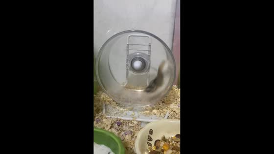 Hamster repeatedly flung off spinning wheel in Shandong, China