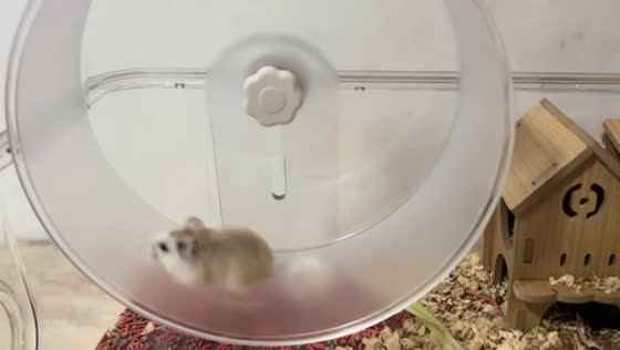 Hamster loses balance while running on exercise wheel in Hubei, China