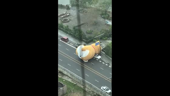 Giant balloon dog rolls over vehicles on main road in Guangdong, China